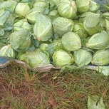 Daniel Mwebembezi | Kamwenge Food Forest | Tiny Engines of Abundance