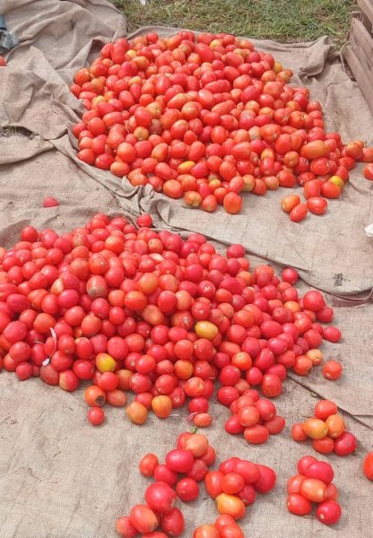 Daniel Mwebembezi | Kamwenge Food Forest | Tiny Engines of Abundance