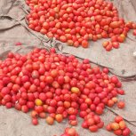 Daniel Mwebembezi | Kamwenge Food Forest | Tiny Engines of Abundance