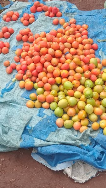 Daniel Mwebembezi | Kamwenge Food Forest | Tiny Engines of Abundance