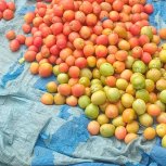 Daniel Mwebembezi | Kamwenge Food Forest | Tiny Engines of Abundance