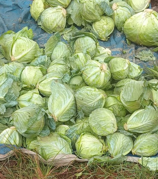 Daniel Mwebembezi | Kamwenge Food Forest | Tiny Engines of Abundance