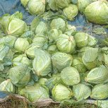 Daniel Mwebembezi | Kamwenge Food Forest | Tiny Engines of Abundance