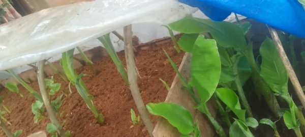 Daniel Mwebembezi | Kamwenge Food Forest | Tiny Engines of Abundance