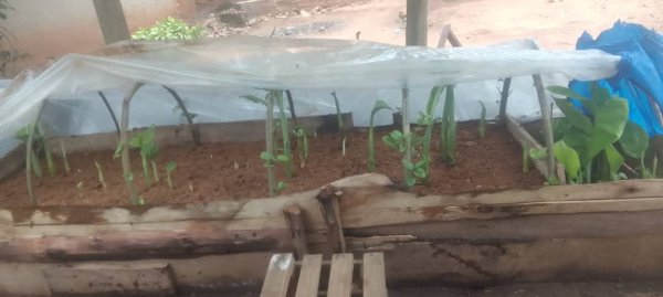 Daniel Mwebembezi | Kamwenge Food Forest | Tiny Engines of Abundance