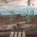 Daniel Mwebembezi | Kamwenge Food Forest | Tiny Engines of Abundance