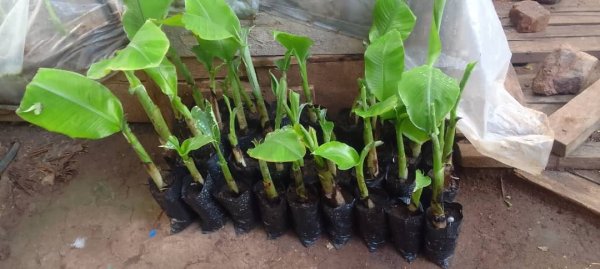 Daniel Mwebembezi | Kamwenge Food Forest | Tiny Engines of Abundance