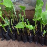 Daniel Mwebembezi | Kamwenge Food Forest | Tiny Engines of Abundance