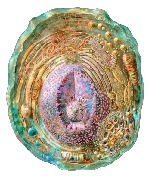 DNA Single Human Cell