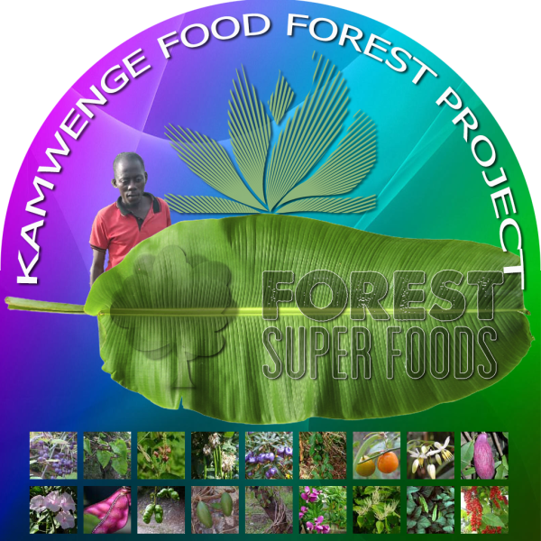 Daniel Mwebembezi KAMWENGE FOOD FOREST PROJECT.