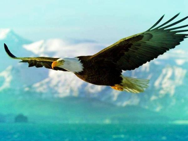 Eagle